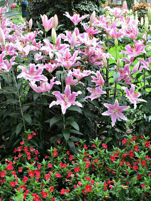 Oriental Lily SORBONNE, Flowers Bulbs - Caribbean garden seed