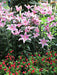 Oriental Lily SORBONNE, Flowers Bulbs - Caribbean garden seed