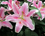 Oriental Lily SORBONNE, Flowers Bulbs - Caribbean garden seed