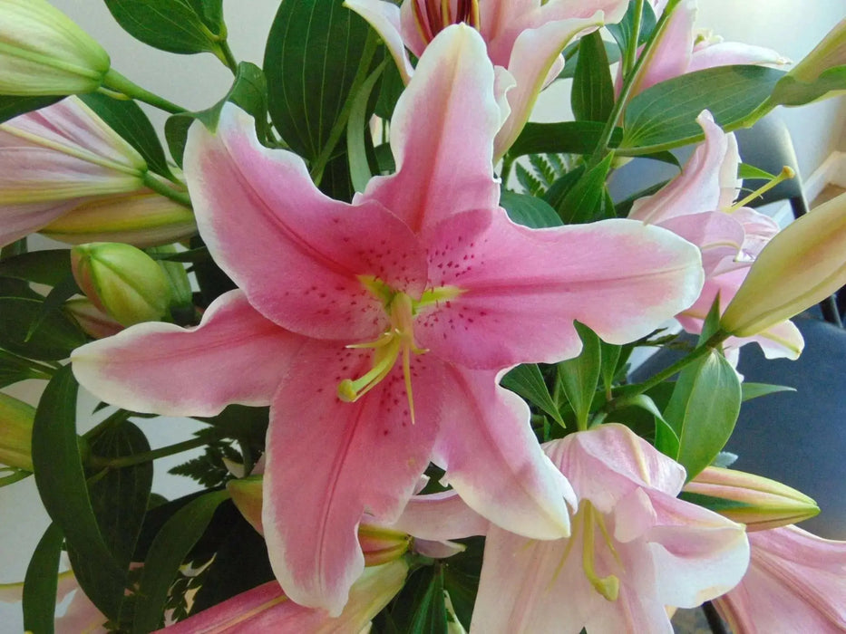 Oriental Lily SORBONNE, Flowers Bulbs - Caribbean garden seed