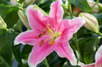 Oriental Lily SORBONNE, Flowers Bulbs - Caribbean garden seed