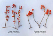 Oriental Staff Vine Seeds  - Japanese Bittersweet, FLOWERING VINE - Caribbean garden seed