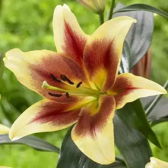 Oriental Trumpet- Lavon - ( Bulbs) GREAT CUT FLOWERS Perennial ! - Caribbean garden seed