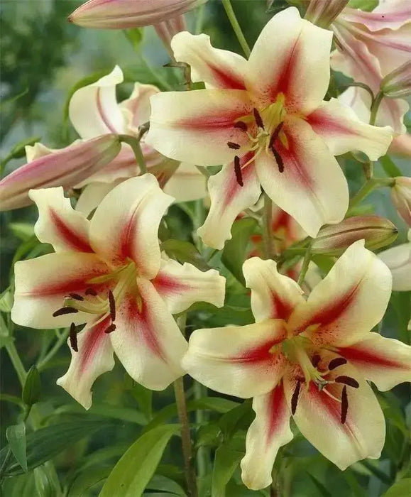 Oriental Trumpet- Lavon - ( Bulbs) GREAT CUT FLOWERS Perennial ! - Caribbean garden seed