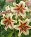 Oriental Trumpet- Lavon - ( Bulbs) GREAT CUT FLOWERS Perennial ! - Caribbean garden seed