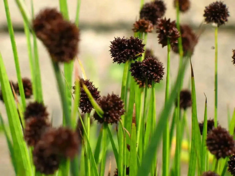Ornamental Grass Seeds - Juncus Ensifolius - Caribbean garden seed