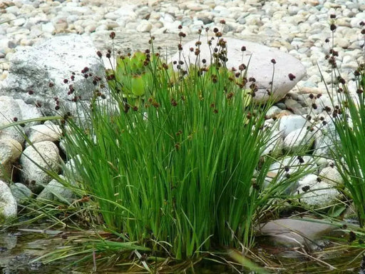 Ornamental Grass Seeds - Juncus Ensifolius - Caribbean garden seed