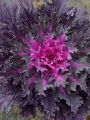 Ornamental kale SEEDS, - Caribbean garden seed