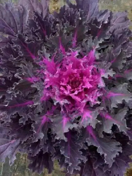 Ornamental kale SEEDS, - Caribbean garden seed