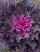 Ornamental kale SEEDS, - Caribbean garden seed