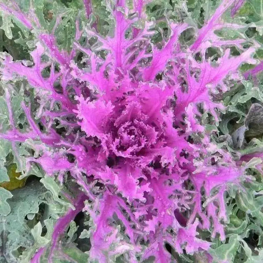 Ornamental kale SEEDS, - Caribbean garden seed