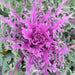 Ornamental kale SEEDS, - Caribbean garden seed