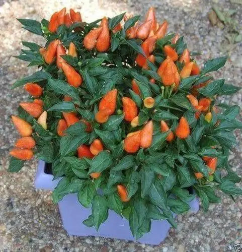 Ornamental Pepper - 20 Seeds Cubana  Orange ,Edible Christmas  Pepper - Caribbean garden seed