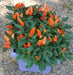 Ornamental Pepper - 20 Seeds Cubana  Orange ,Edible Christmas  Pepper - Caribbean garden seed