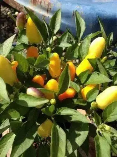Ornamental Pepper - 20 Seeds Cubana  Orange ,Edible Christmas  Pepper - Caribbean garden seed