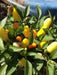 Ornamental Pepper - 20 Seeds Cubana  Orange ,Edible Christmas  Pepper - Caribbean garden seed