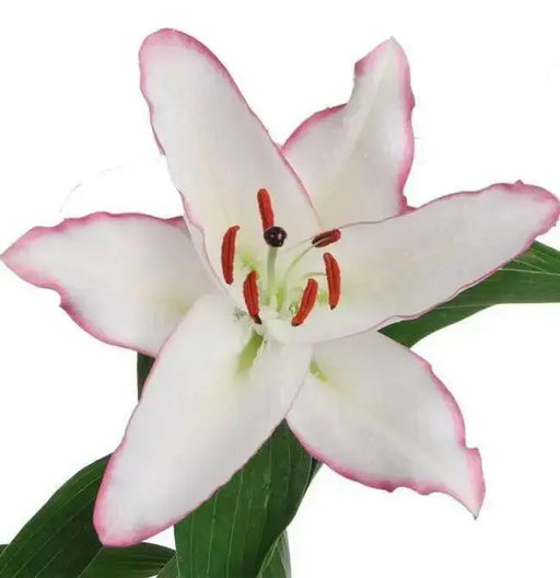 Oriental Lily THE EDGE,Patio Lily Flower Bulbs - Caribbean garden seed