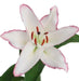 Oriental Lily THE EDGE,Patio Lily Flower Bulbs - Caribbean garden seed
