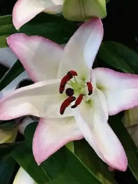 Oriental Lily THE EDGE,Patio Lily Flower Bulbs - Caribbean garden seed