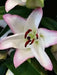 Oriental Lily THE EDGE,Patio Lily Flower Bulbs - Caribbean garden seed