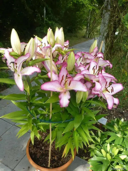 Oriental Lily THE EDGE,Patio Lily Flower Bulbs - Caribbean garden seed