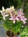 Oriental Lily THE EDGE,Patio Lily Flower Bulbs - Caribbean garden seed