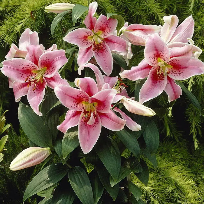 Oriental LILY ‘Mona Lisa (Bulbs) .Perennial - Caribbean garden seed