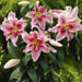 Oriental LILY ‘Mona Lisa (Bulbs) .Perennial - Caribbean garden seed