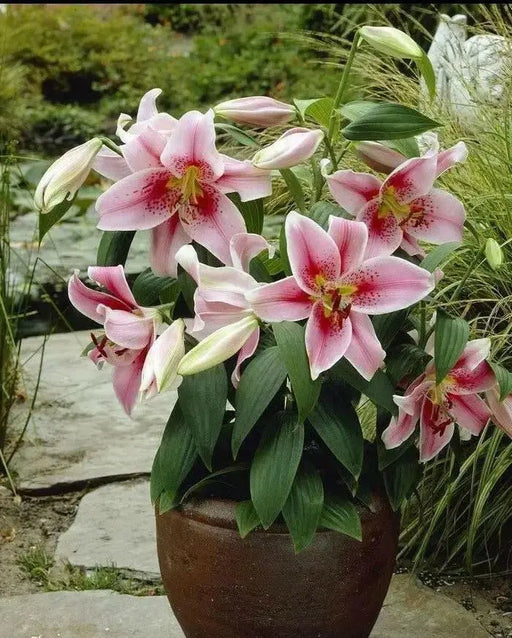 Oriental LILY ‘Mona Lisa (Bulbs) .Perennial - Caribbean garden seed
