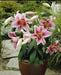 Oriental LILY ‘Mona Lisa (Bulbs) .Perennial - Caribbean garden seed