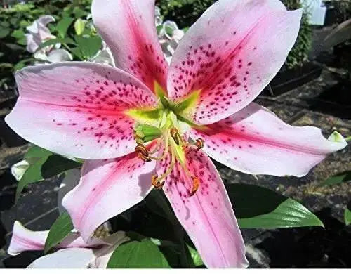 Oriental LILY ‘Mona Lisa (Bulbs) .Perennial - Caribbean garden seed