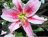 Oriental LILY ‘Mona Lisa (Bulbs) .Perennial - Caribbean garden seed