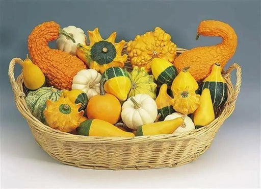 Ornamental Gourd Small WARTED Mixed Seeds, - Caribbean garden seed