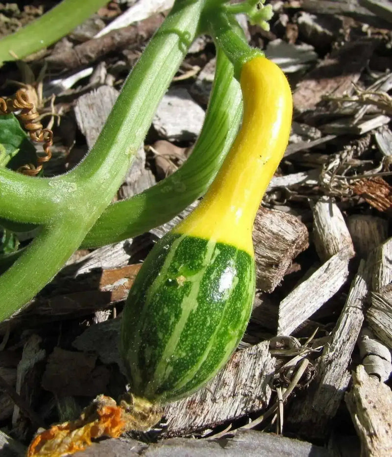 Ornamental Gourd Small WARTED Mixed Seeds, - Caribbean garden seed