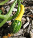 Ornamental Gourd Small WARTED Mixed Seeds, - Caribbean garden seed