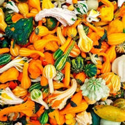 Ornamental Gourd Small WARTED Mixed Seeds, - Caribbean garden seed