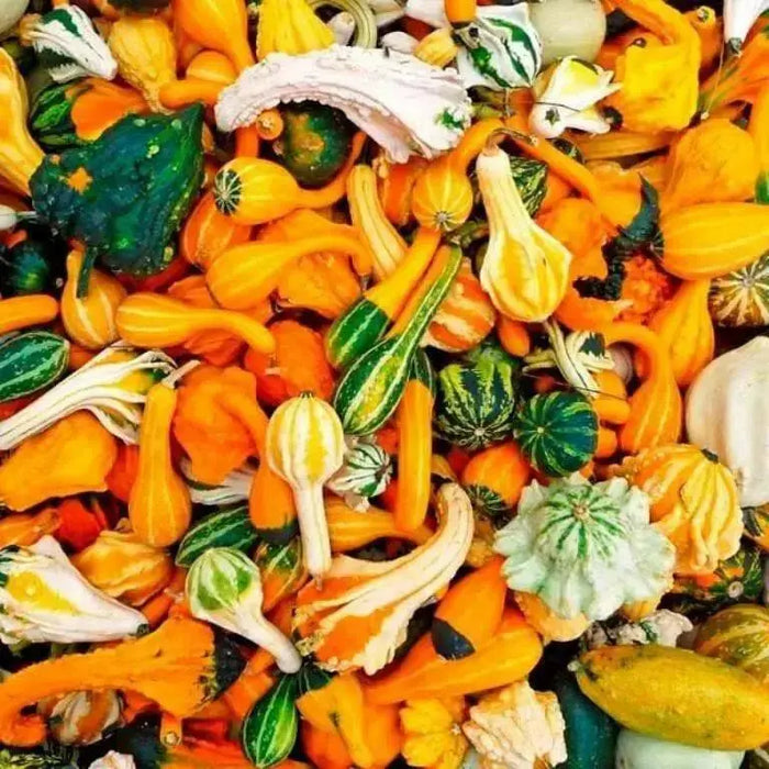 Ornamental Gourd Small WARTED Mixed Seeds, - Caribbean garden seed