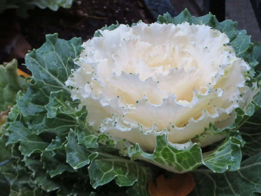 Ornamental Cabbage SEEDS,Pigeon WHITE (Brassica Oleracea) ANNUAL - Caribbean garden seed