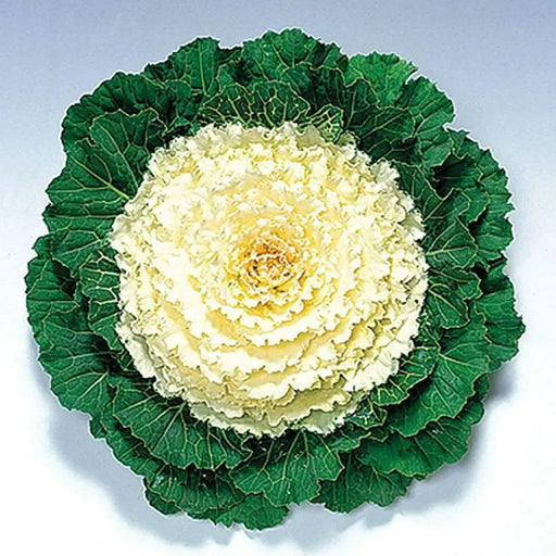 Ornamental Cabbage SEEDS,Pigeon WHITE (Brassica Oleracea) ANNUAL - Caribbean garden seed