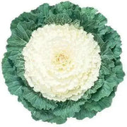 Ornamental Cabbage SEEDS,Pigeon WHITE (Brassica Oleracea) ANNUAL - Caribbean garden seed