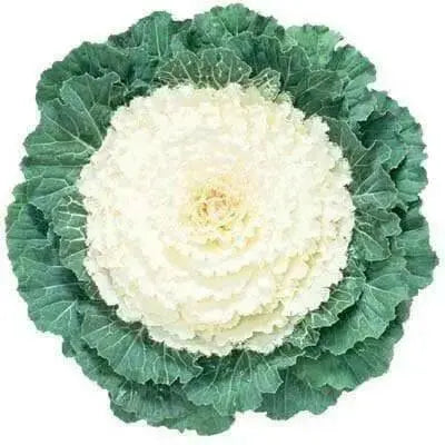 Ornamental Cabbage SEEDS,Pigeon WHITE (Brassica Oleracea) ANNUAL - Caribbean garden seed