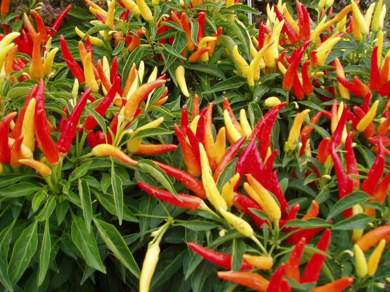 ORNAMENTAL PEPPER , Chilly Chili (LIVE PLANT) - Caribbean garden seed