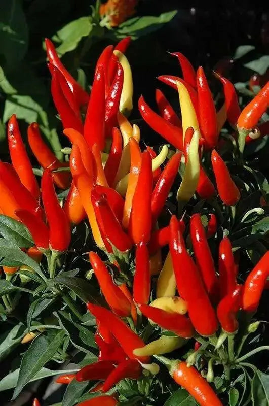 ORNAMENTAL PEPPER , Chilly Chili (LIVE PLANT) - Caribbean garden seed