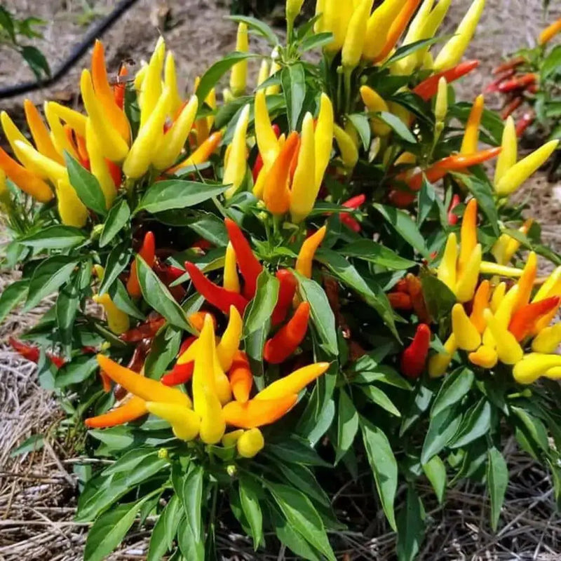 ORNAMENTAL PEPPER , Chilly Chili (LIVE PLANT) - Caribbean garden seed