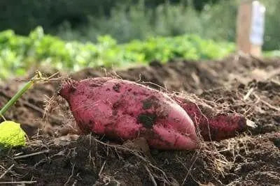 Oriental sweet potatoes (slips/plants)- /Red Skin Yellow Flesh YAM, asian vegetable, - Caribbean garden seed