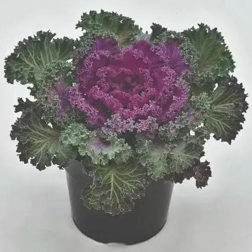 Ornamental Cabbage SEEDS,Pigeon VICTORIA (Brassica Oleracea) ANNUAL - Caribbean garden seed
