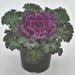 Ornamental Cabbage SEEDS,Pigeon VICTORIA (Brassica Oleracea) ANNUAL - Caribbean garden seed