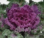 Ornamental Cabbage SEEDS,Pigeon VICTORIA (Brassica Oleracea) ANNUAL - Caribbean garden seed