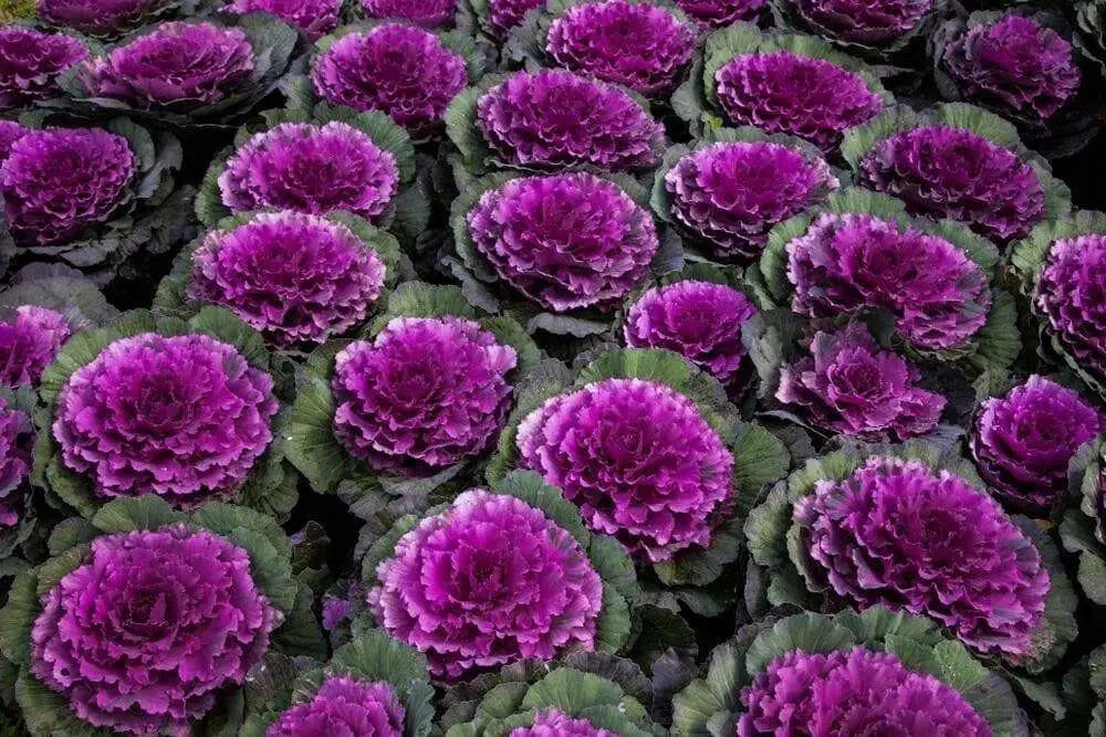 Ornamental Cabbage SEEDS,Pigeon VICTORIA (Brassica Oleracea) ANNUAL - Caribbean garden seed