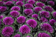 Ornamental Cabbage SEEDS,Pigeon VICTORIA (Brassica Oleracea) ANNUAL - Caribbean garden seed
